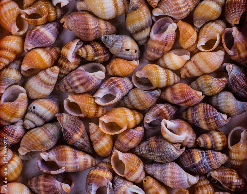 Sea Shells Seashells! - variety of sea shells from beach - panor Sea Shells Seashells! - variety of sea shells from beach - panor