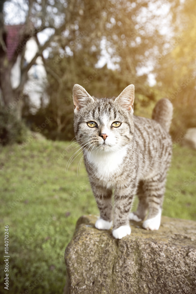 cute cat staying on a rock cute cat staying on a rock