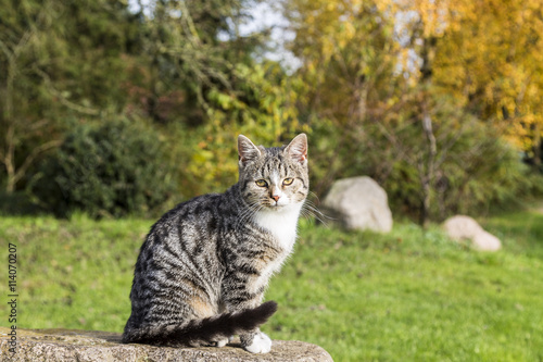 cute cat sitting on a rock