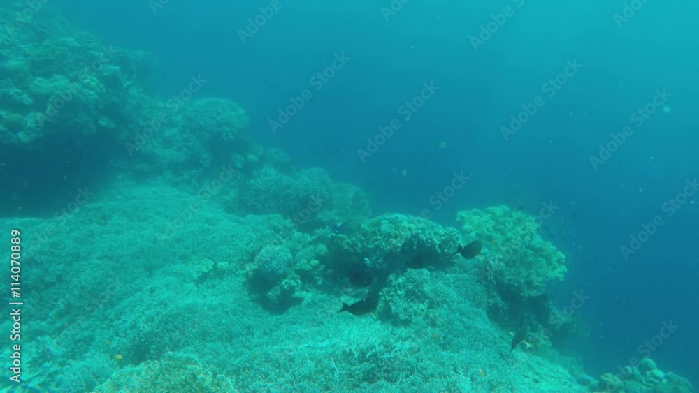 Many reef fish in the tropical sea on a coral reef.tropical underwater world.Diving and snorkeling in the tropical sea.Travel concept,Adventure concept.4K video,ultra HD. Many reef fish in the tropical sea on a coral reef.tropical underwater world.Diving and snorkeling in the tropical sea.Travel concept,Adventure concept.4K video,ultra HD.
