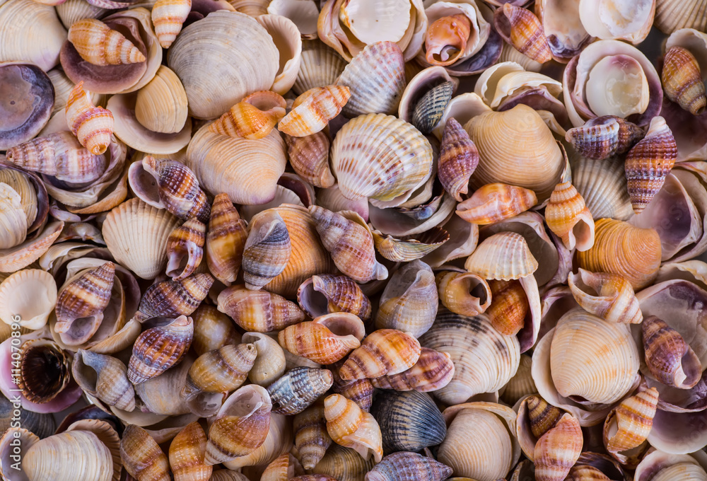 Shells of many types and sizes are found on our shelling beaches