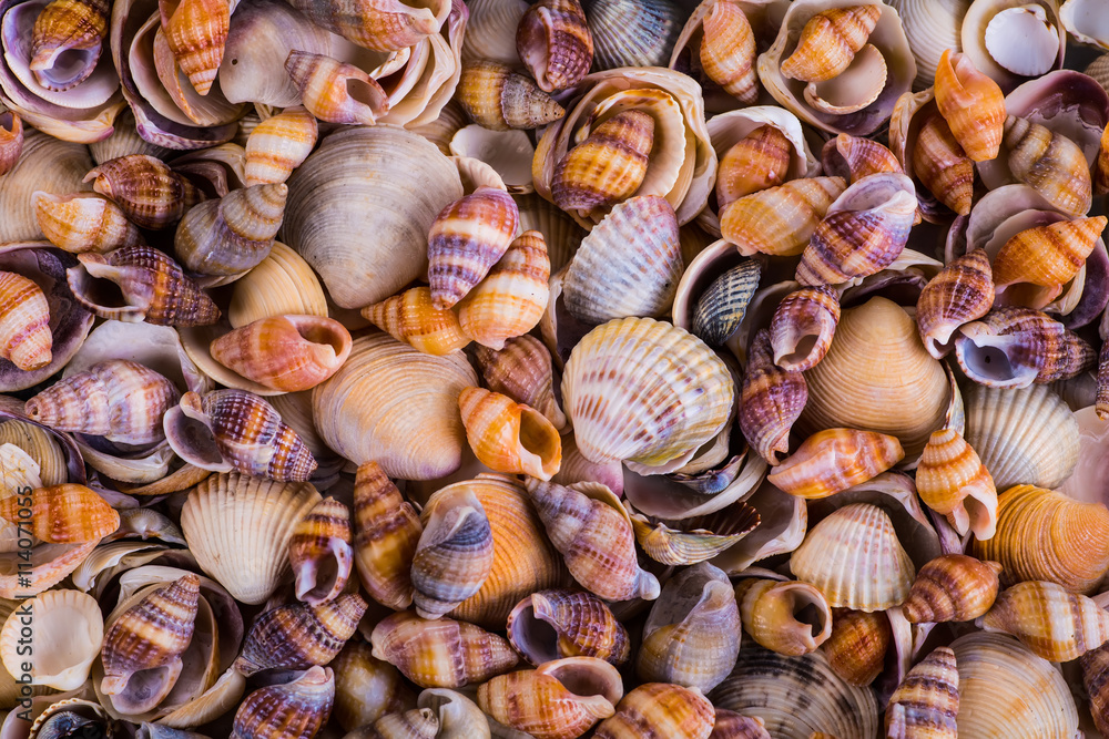 Sea Shells Seashells! - variety of sea shells from beach - panor