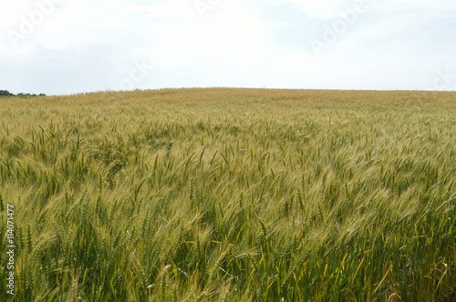 Wheat field