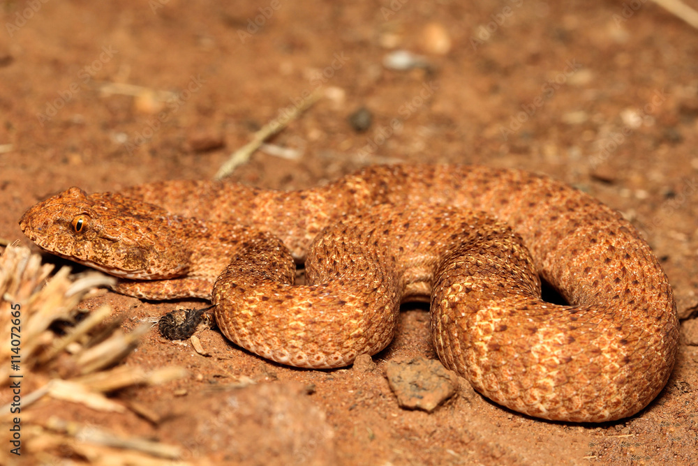 Fototapeta premium The desert death adder is a species of snake native to Australia and is one of the most venomous land snakes in the world. The desert death adder is under threat due to the destruction of habitat.
