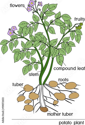 Potato plant
