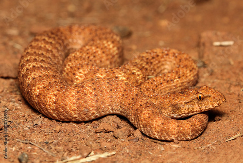 The desert death adder is a species of snake native to Australia and is one of the most venomous land snakes in the world. The desert death adder is under threat due to the destruction of habitat.