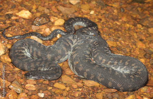 Acrochordus arafurae is an aquatic snake species found in northern Australia and New Guinea. No subspecies are currently recognized. photo