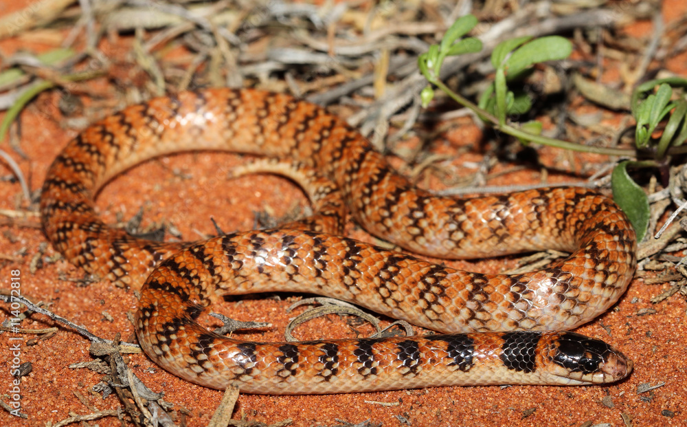 Fototapeta premium Brachyurophis is a genus of elapid snakes known as shovel-nosed snakes, so named because of their shovel-nosed snout which is used to burrow. The genus has seven recognized species.