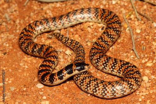 Brachyurophis is a genus of elapid snakes known as shovel-nosed snakes, so named because of their shovel-nosed snout which is used to burrow. The genus has seven recognized species.