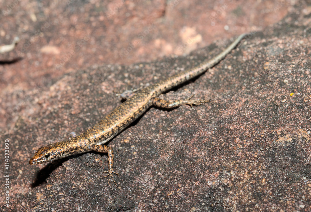 Fototapeta premium Cryptoblepharus zoticus is a species of saurians of the family of Cophoscincopus. The specific name zoticus comes from the Greek zoticus, lively, in reference to the casualness of this lizard.