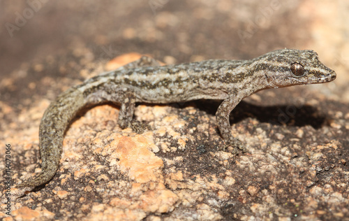 Crenadactylus ocellatus is the smallest species of nocturnal Gekkonidae (gecko) found in Australia. Their most obvious distinguishing feature is the lack of terminal claws on the digits.