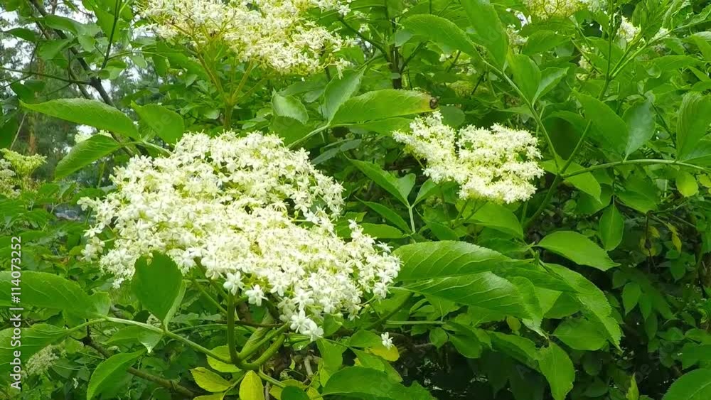 The Elder or Elderberry (Sambucus nigra).The flowers and berries are used most often medicinally against flu and fever, angina, etc. The Elder or Elderberry (Sambucus nigra).The flowers and berries are used most often medicinally against flu and fever, angina, etc.