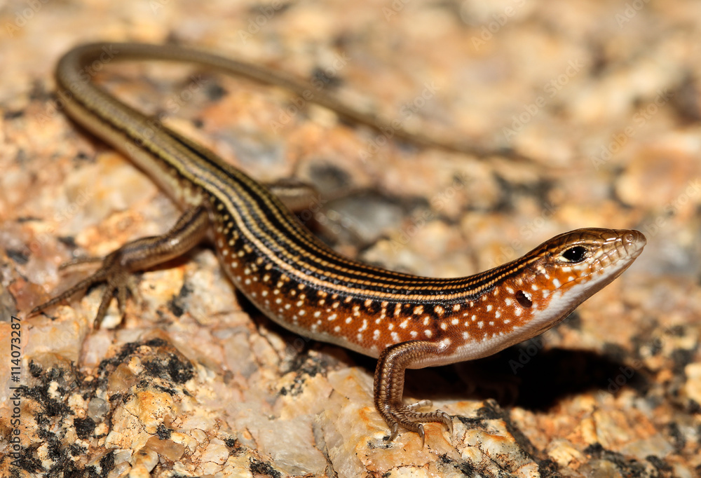 Ctenotus pulchellus is a species of saurians of the family of Cophoscincopus. This species is endemic to Australia. It occurs in Queensland and in the Northern Territory. Ctenotus pulchellus is a species of saurians of the family of Cophoscincopus. This species is endemic to Australia. It occurs in Queensland and in the Northern Territory.