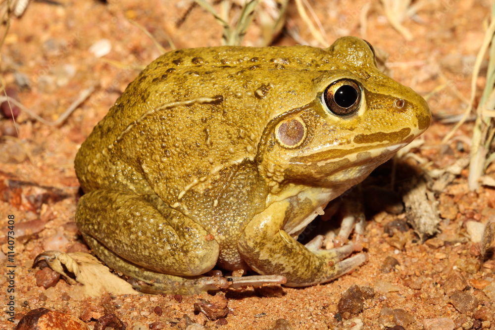 The giant frog, northern snapping frog, or round frog, Cyclorana australis, is a burrowing species native to Australia. It occurs from western Queensland through to northern Western Australia. The giant frog, northern snapping frog, or round frog, Cyclorana australis, is a burrowing species native to Australia. It occurs from western Queensland through to northern Western Australia.