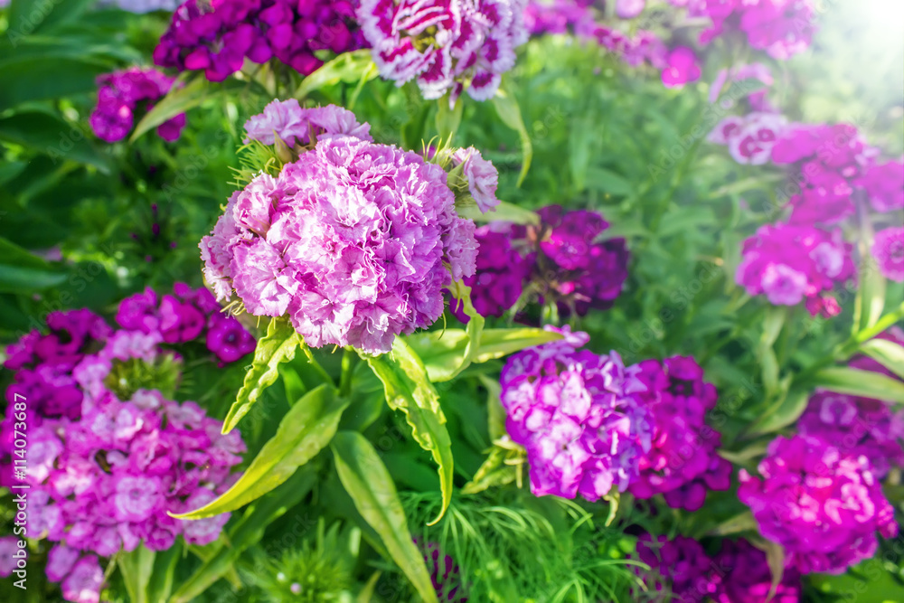 Chines small carnation flowers bouquet closeup Chines small carnation flowers bouquet closeup