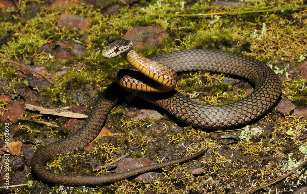 Drysdalia rhodogaster is a species of snakes of the family Elapidae. This species is endemic to New South Wales in Australia. Drysdalia rhodogaster is a species of snakes of the family Elapidae. This species is endemic to New South Wales in Australia.