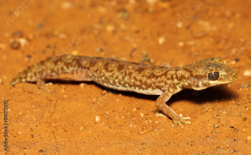 Diplodactylus tessellatus is a species of gecko in the family Diplodactylidae. This nocturnal gecko is relatively stocky  with a short tail and massive and scales is apparent.