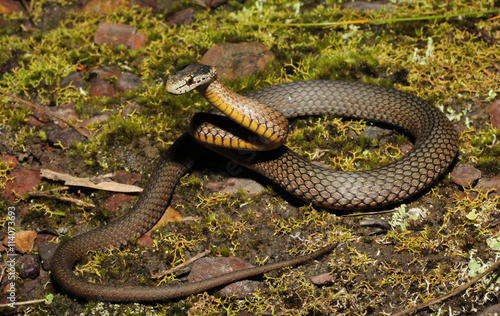 Drysdalia rhodogaster is a species of snakes of the family Elapidae. This species is endemic to New South Wales in Australia.