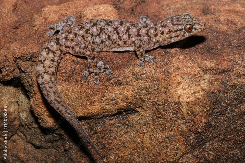 Gehyra moritzi is a species of gecko of the family Gekkonidae. This species is endemic to the Northern Territory of Australia. This species is named in honour of Craig Moritz. Gehyra moritzi is a species of gecko of the family Gekkonidae. This species is endemic to the Northern Territory of Australia. This species is named in honour of Craig Moritz.