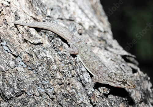 The dubious dtella or northern dtella is a species of gecko in the genus Gehyra, native to Northeastern Australia. It might also occur in the Louisiade Archipelago of Papua New Guinea.