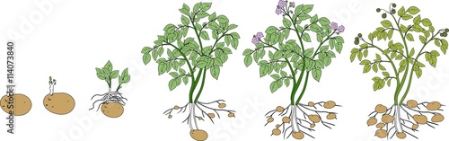 Potato plant growth cycle
