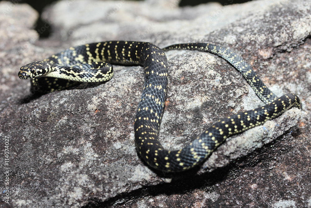 The Broad-Headed Snake is a venomous snake that is restricted to the ...
