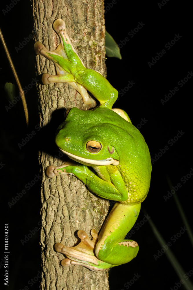 The whitelipped tree frog, also known as the giant tree frog, is the