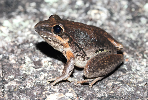 The broad-palmed frog is an Australian ground-dwelling tree frog. It is native to much of eastern Australia. They can be found from mid-Queensland to south of Sydney.