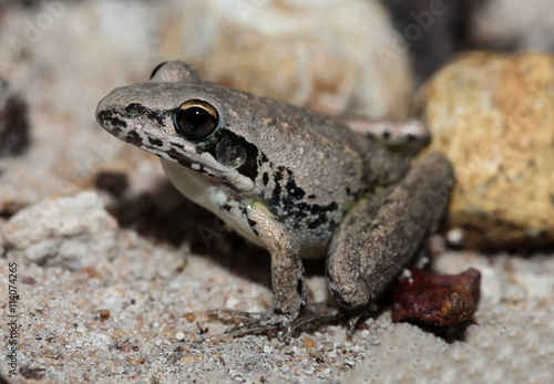 The pale frog is a species of frog in the Hylidae family, endemic to Australia. Its natural habitats are subtropical or tropical dry forests, subtropical or tropical seasonally wet.