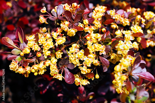 barberry flower photo