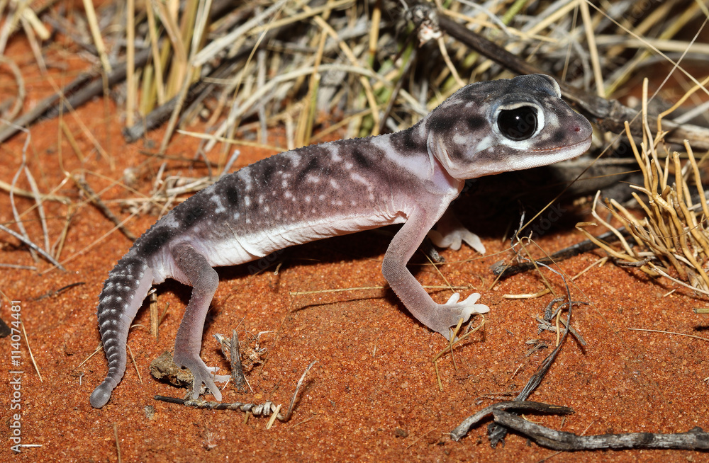 Naklejka premium Nephrurus deleani, a gecko, is a species of lizard in the family Carphodactylidae. Nephrurus deleani is endemic to Australia.