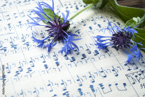 Altes handgeschriebenes Notenblatt mit blauer Kornblume (Centaurea cyanus), Hintergrund