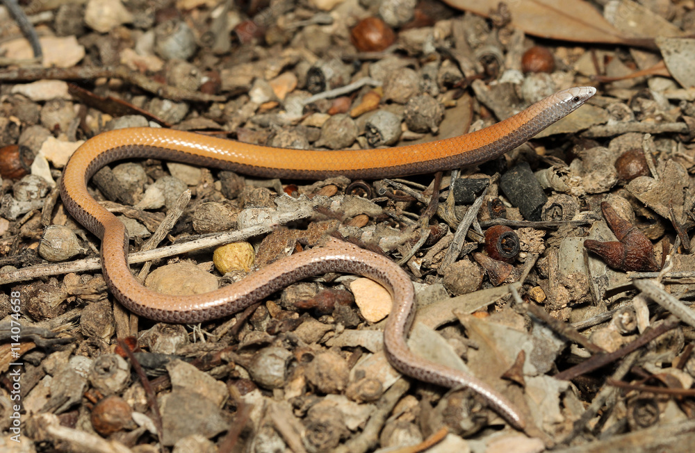 Ophidiocephalus taeniatus, a unique representative of the genre Ophidiocephalus, is a species of geckos family Pygopodidae. Ophidiocephalus taeniatus, a unique representative of the genre Ophidiocephalus, is a species of geckos family Pygopodidae.