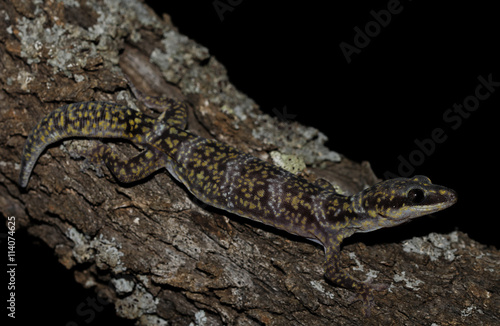 Oedura marmorata is a species of gecko in the family Diplodactylidae.