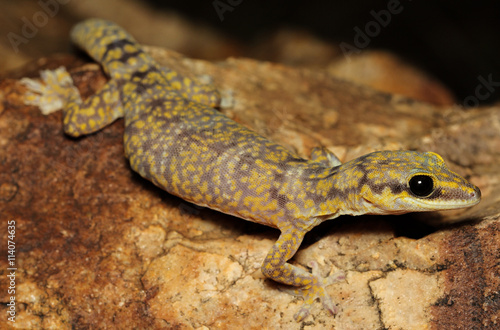 Oedura marmorata is a species of gecko in the family Diplodactylidae.