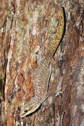 Oedura monilis est une espèce de gecko de la famille des Diplodactylidae. photo