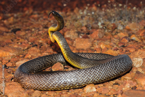 The inland taipan, also commonly known as the western taipan, the small-scaled snake, or the fierce snake, is an extremely venomous snake of the taipan genus. photo