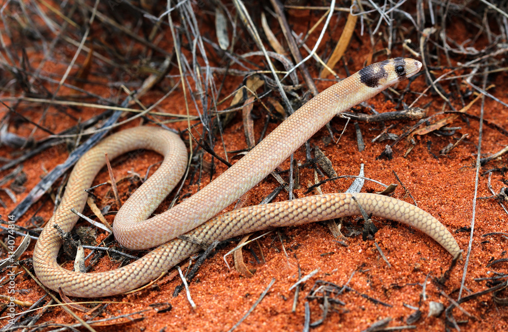 The hooded scaly-foot, Pygopus nigriceps, is an endemic Australian legless lizard of the Pygopodidae family. The hooded scaly-foot, Pygopus nigriceps, is an endemic Australian legless lizard of the Pygopodidae family.