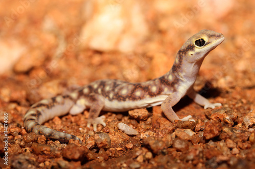 Rhynchoedura ornata is a species of gecko in the family Diplodactylidae.