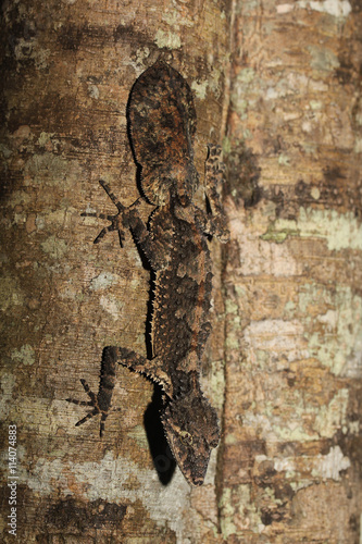 Saltuarius cornutus is a species of gecko of the family Carphodactylidae. photo