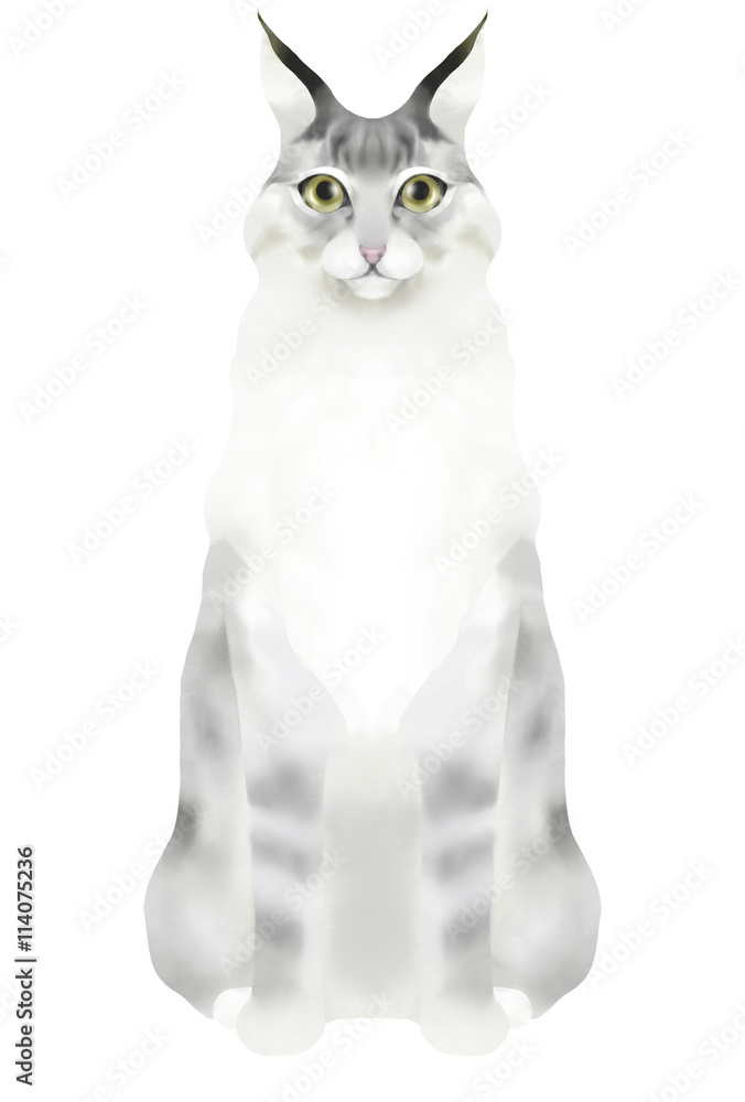 座るメインクーン Stock イラスト Adobe Stock