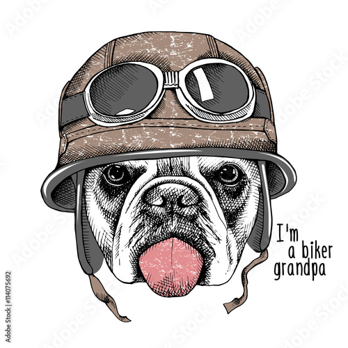 The image Portrait of the dog Bulldog in the motorcyclist helmet. Vector illustration.