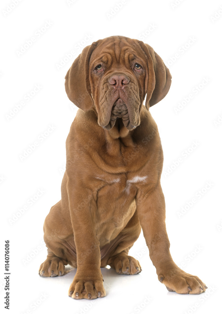 puppy Dogue de Bordeaux