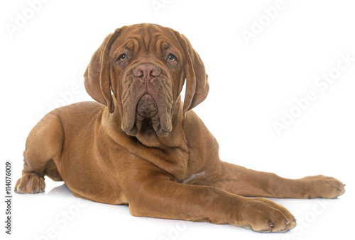 puppy Dogue de Bordeaux