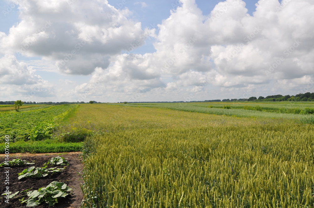 Obraz premium Summer Landscape with Wheat Field and Clouds