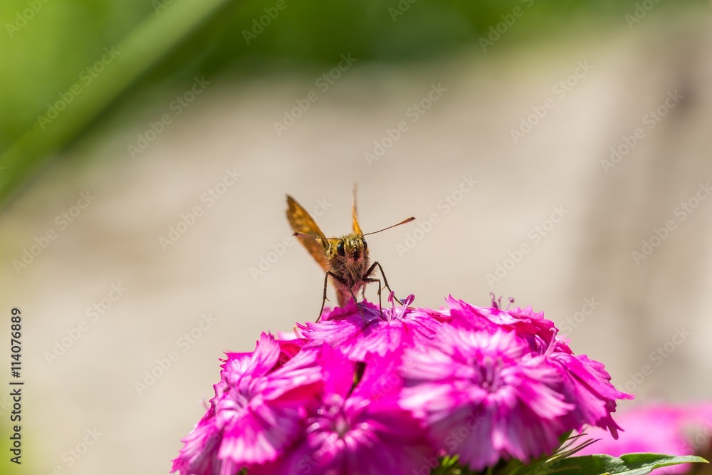 Beautiful butterfly sitting on flower. Beautiful butterfly sitting on flower.