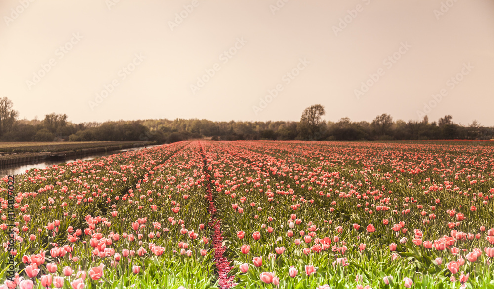 fields of tulips