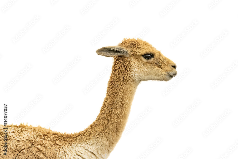 Obraz premium Vicuna Face Isolated Over White