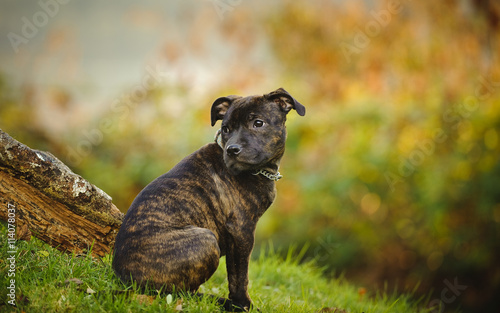 фотографія Staffordshire Bull Terrier puppy sitting on grassy hill