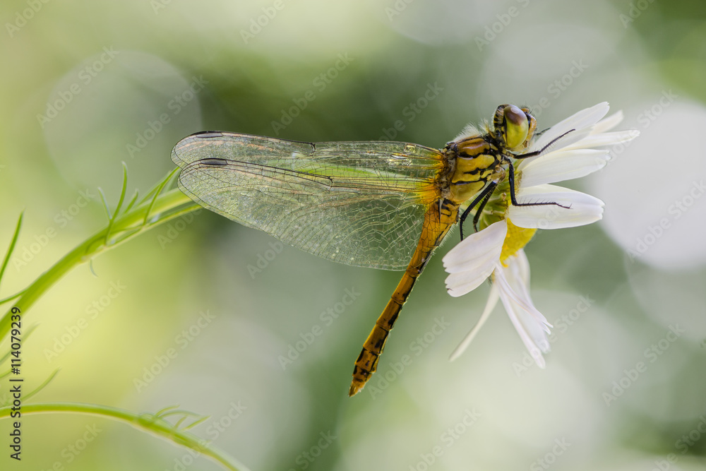 Heidelibelle Heidelibelle